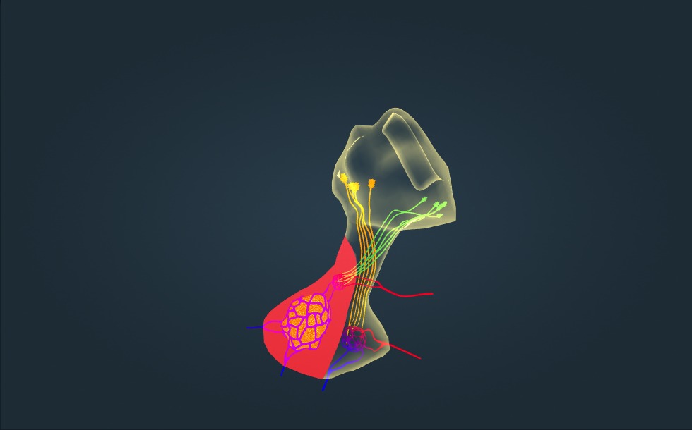Anatomie
