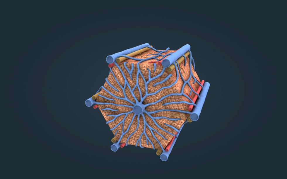 Lob hepatic