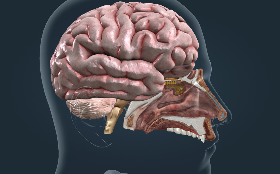 Organ olfactiv