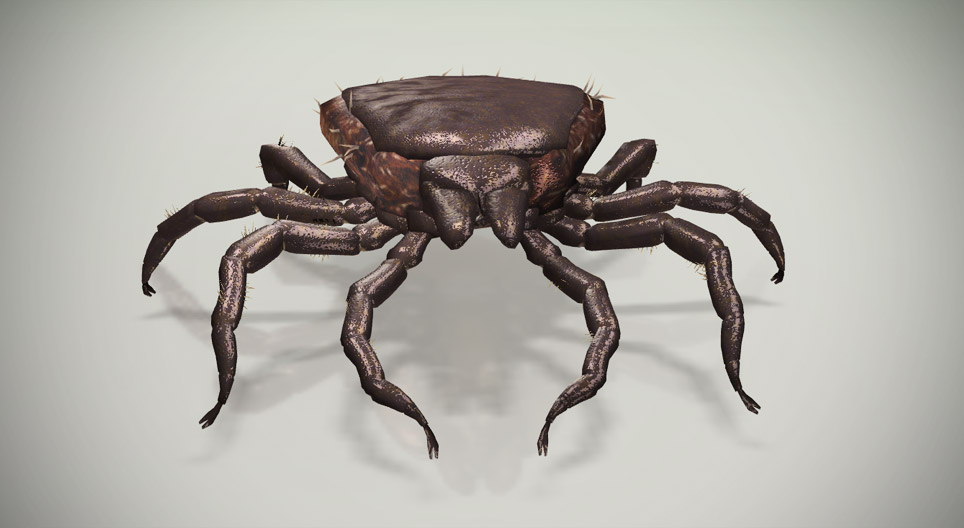 Собачий клещ - 3D-сцены - Цифровое образование и обучение Мozaik