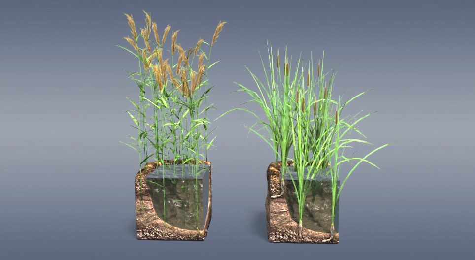Тростник и рогоз - 3D-сцены - Цифровое образование и обучение Мozaik
