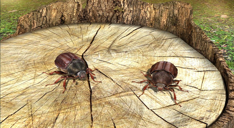 Potočni rak (jelševec) - 3D-animacija - Digitalno poučevanje in učenje ...