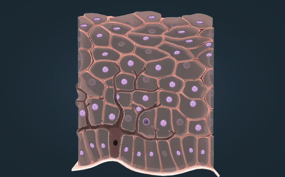 Rjavenje kože, kožni rak - 3D-animacija - Digitalno poučevanje in ...