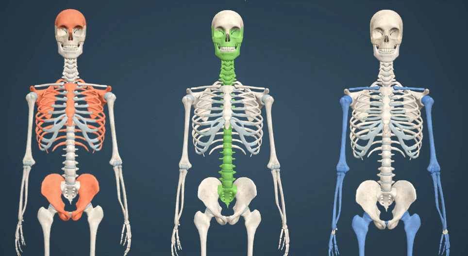Bone structure - 3D модел - Mozaik дигитално образовање и учење