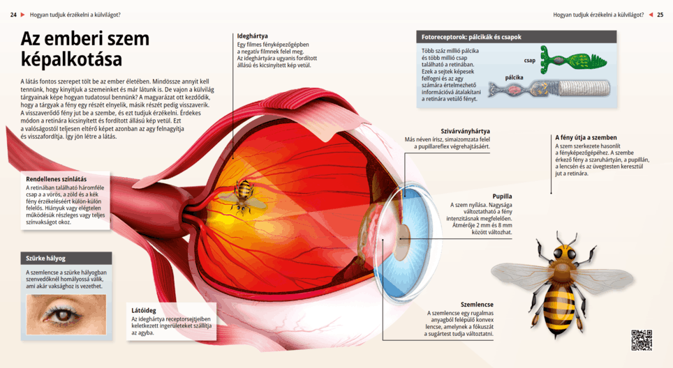 The Mechanism of Vision - บทเรียนดิจิทัล - การศึกษาและการเรียนรู้ ...