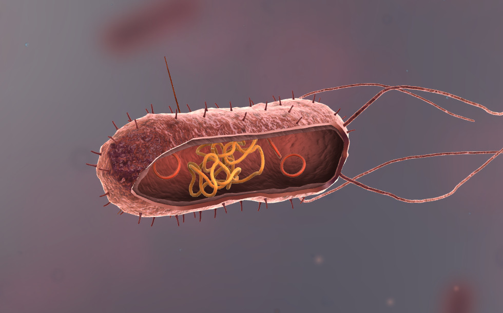 Bacteria (advanced) - สื่อ 3D - การศึกษาและการเรียนรู้ดิจิทัลของ Mozaik