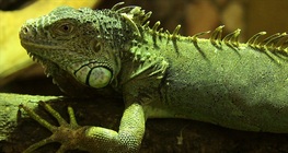L'iguana verde