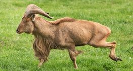 El carnero de berbería