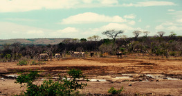 La savana africana