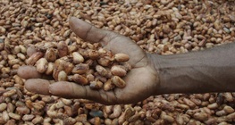 Cocoa beans
