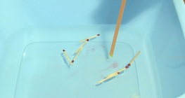 Surface tension