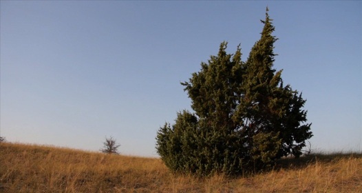 Жыныстық қарау