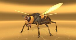 Avispa gigante asiática