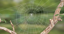 Паутинная нить, паутинная сеть