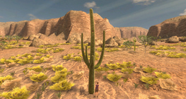 Saguaro cactus