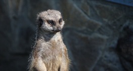 La suricata