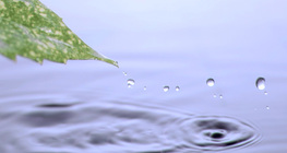 La tensión superficial del agua