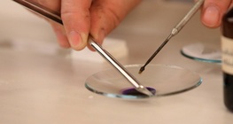 Examination of the plant cell wall