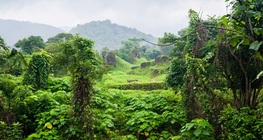 Jungla