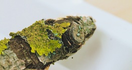地衣是由什麼組成的？