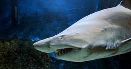 Los tiburones