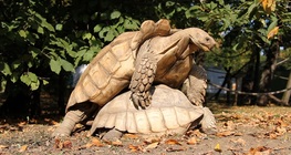 Copulación de las tortugas