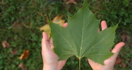El plátano de sombra