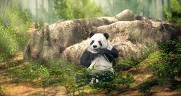 Panda gigante