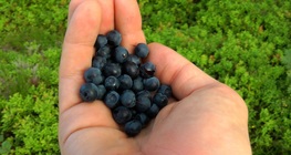 Сбор черники