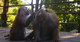 Simians