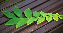 Albero del paradiso