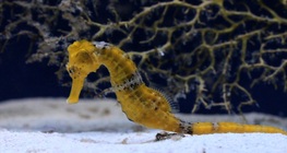 El caballito de mar