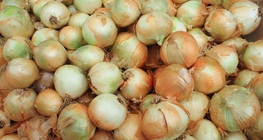 Cipolla