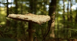 Funghi