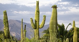 Cacti