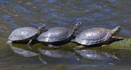 El galápago europeo