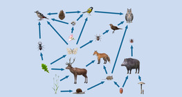 Food chains