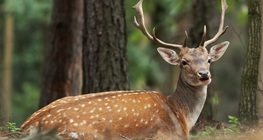 El gamo común
