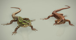 Maltese wall lizard