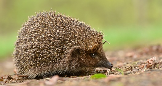 Осет қыз секс