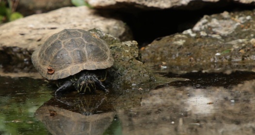 Киев облысының Васильков қаласында жыныстық қатынас үшін жігітпен танысуды іздеймін