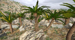 Palma de sagú