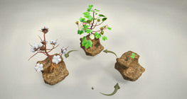 ¿De qué planta se obtiene el algodón?
