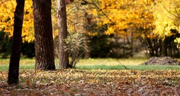 La diversidad de los bosques