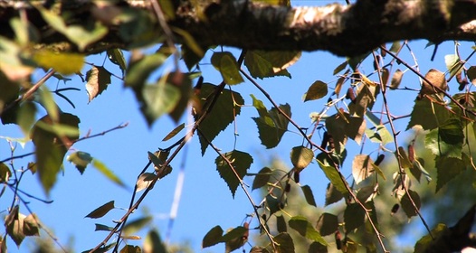 Flash арқылы порно