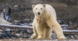 Animales de las regiones polares
