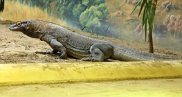 Drago di Komodo