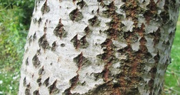 El álamo blanco
