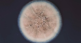 Penicillin
