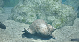 Rapana venosa